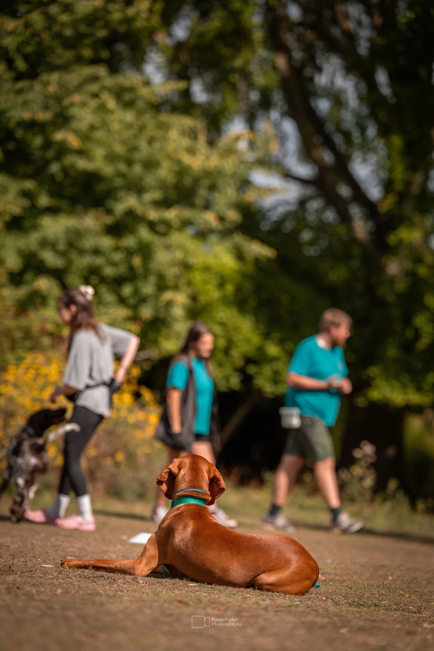 Dogs on a woodland walk with Quality Chops trainers