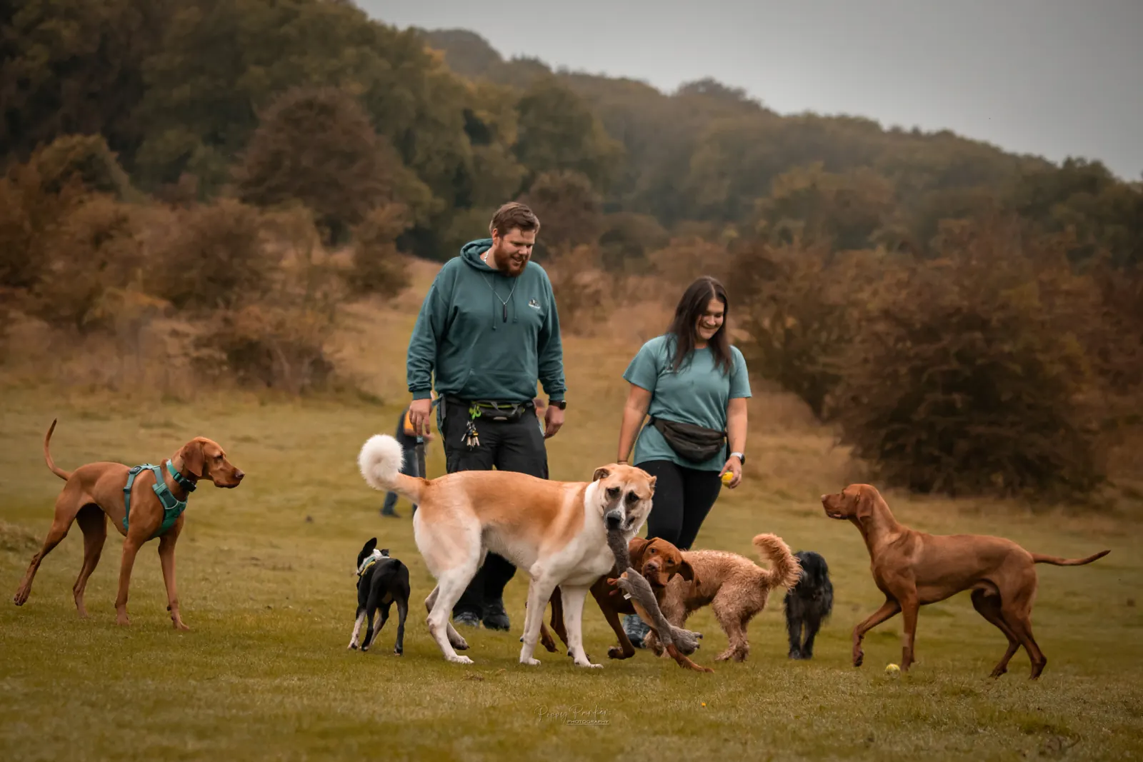 Eszter and Graham with a mixed pack of boarding and walk dogs in a field
