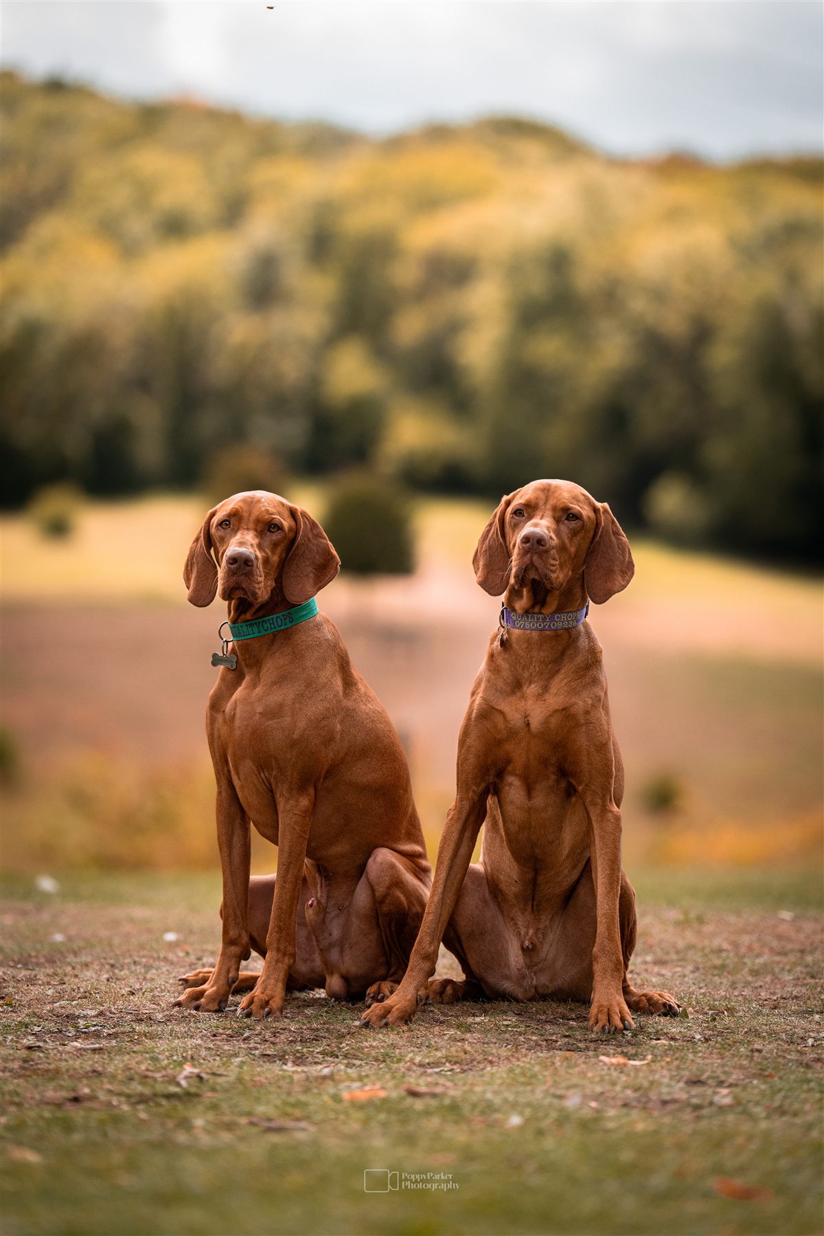 Marvin and Bobby, the two Hungarian Vizslas