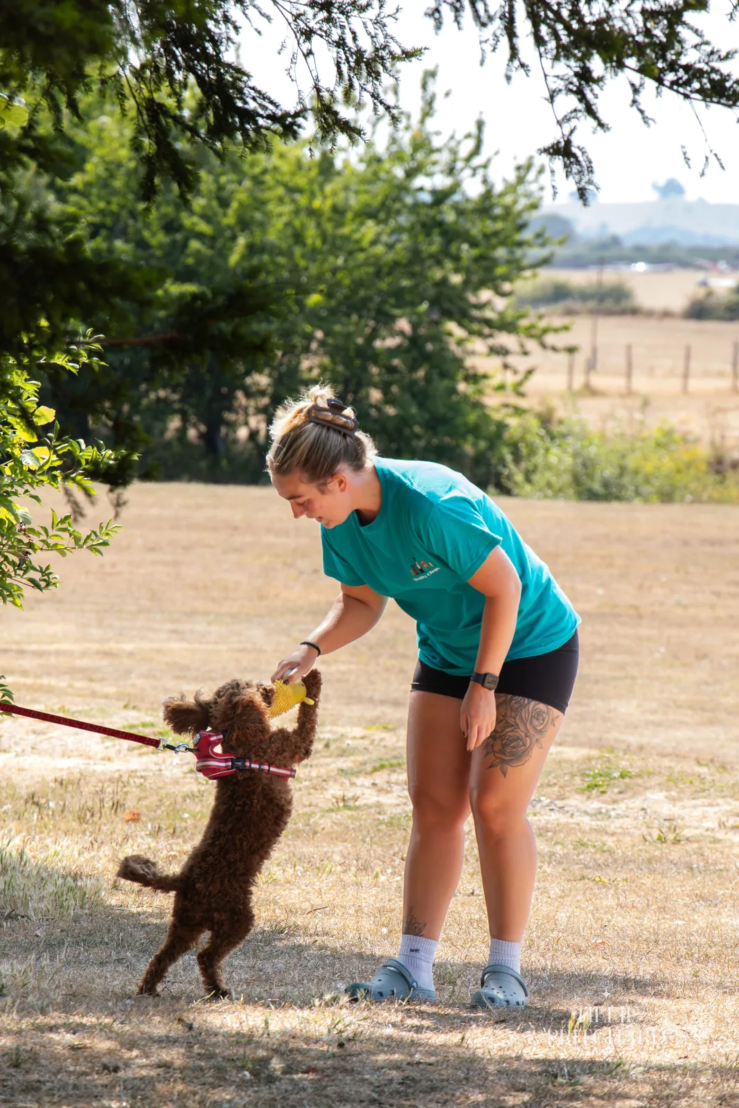 Trainer playing tug with a cockapoo