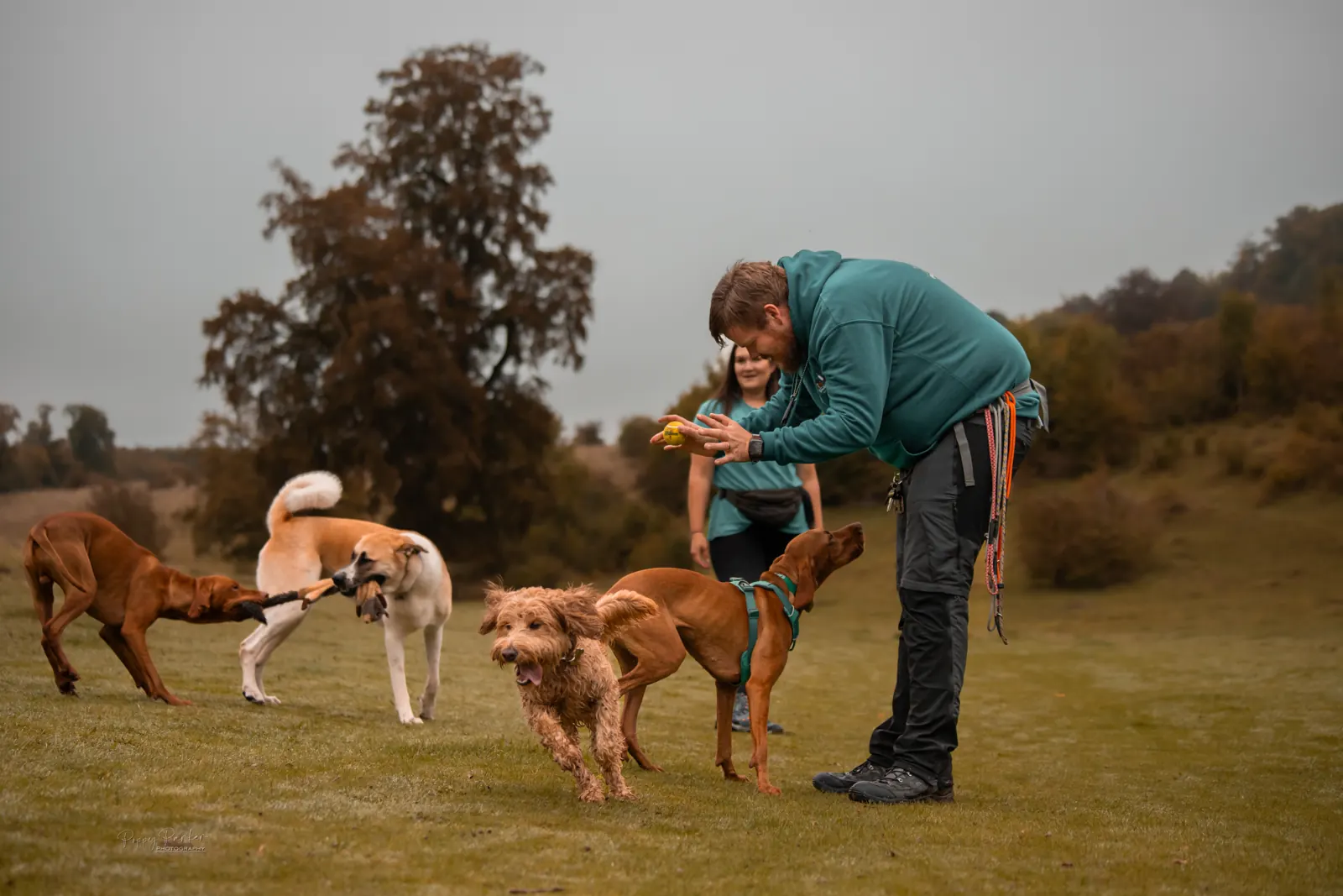 Owners walking dogs together on a real-world training route