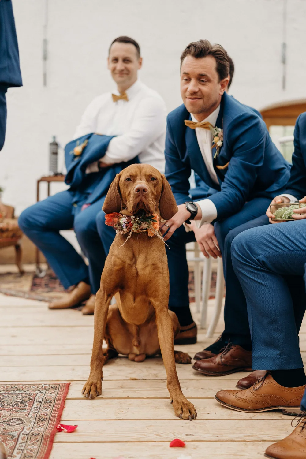 A dog wearing a flower collar sitting with groomsmen at a wedding ceremony