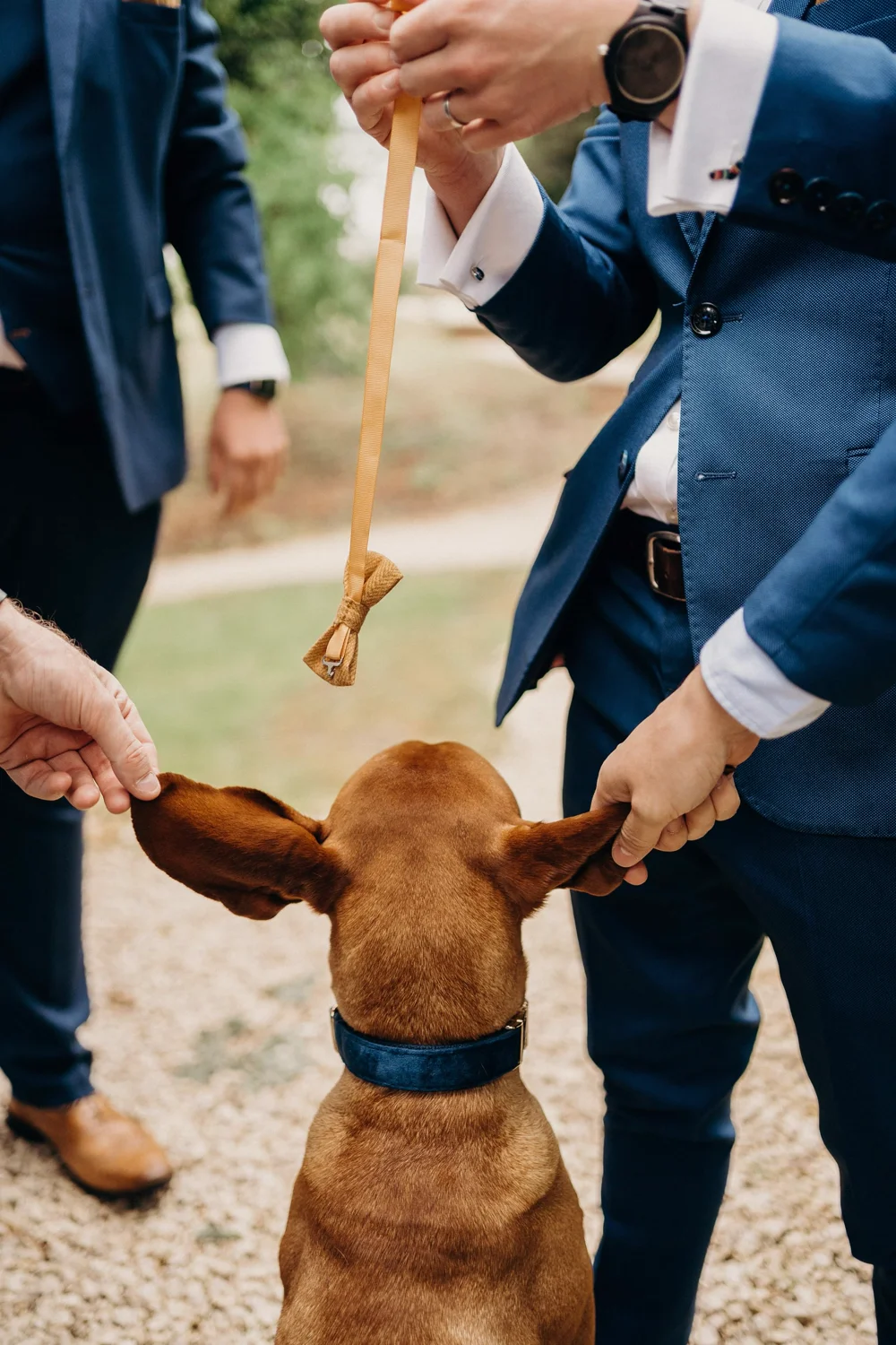 Groomsmen fitting a bow tie lead on a dog before a wedding