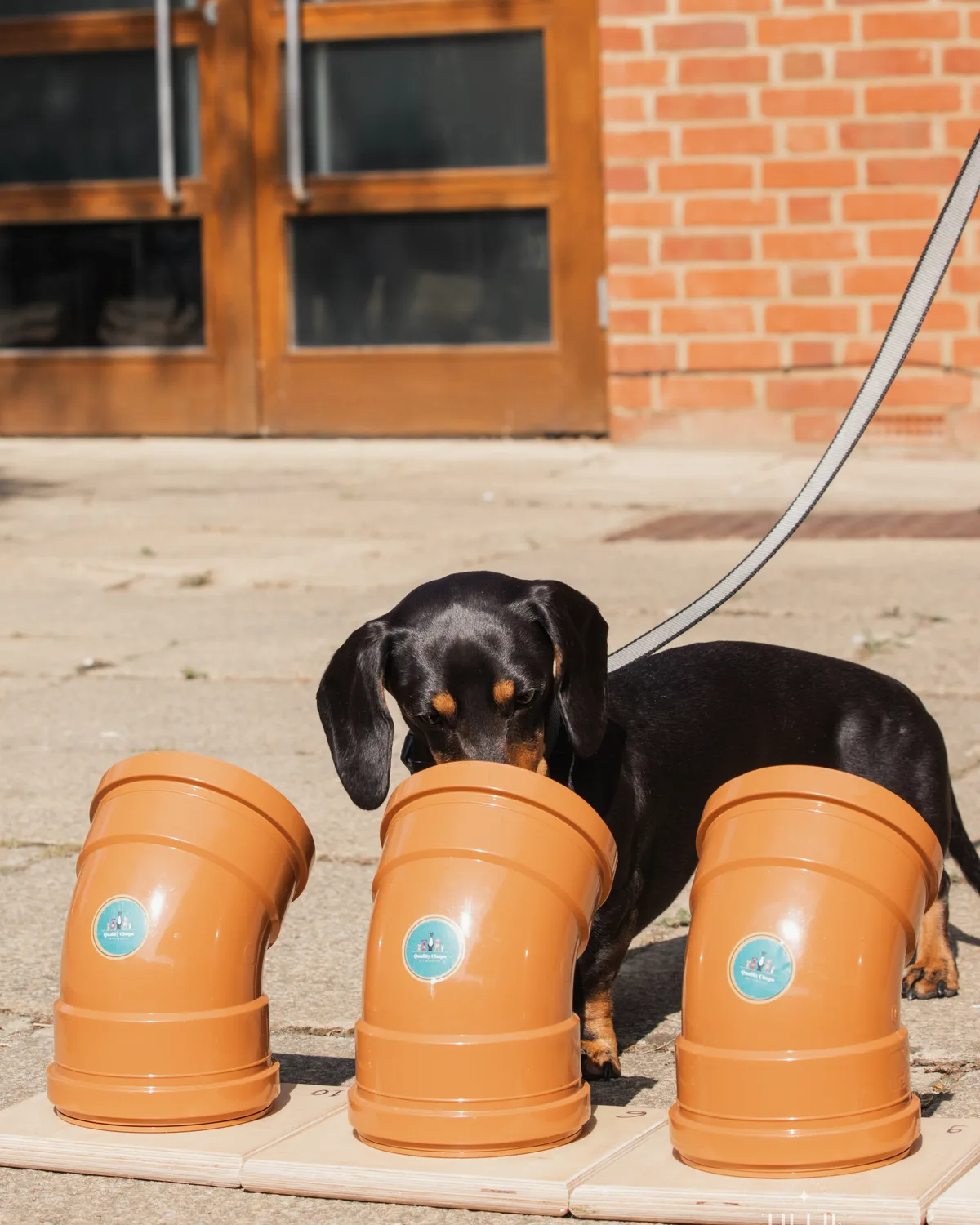 Dachshund working a row of scent tubes