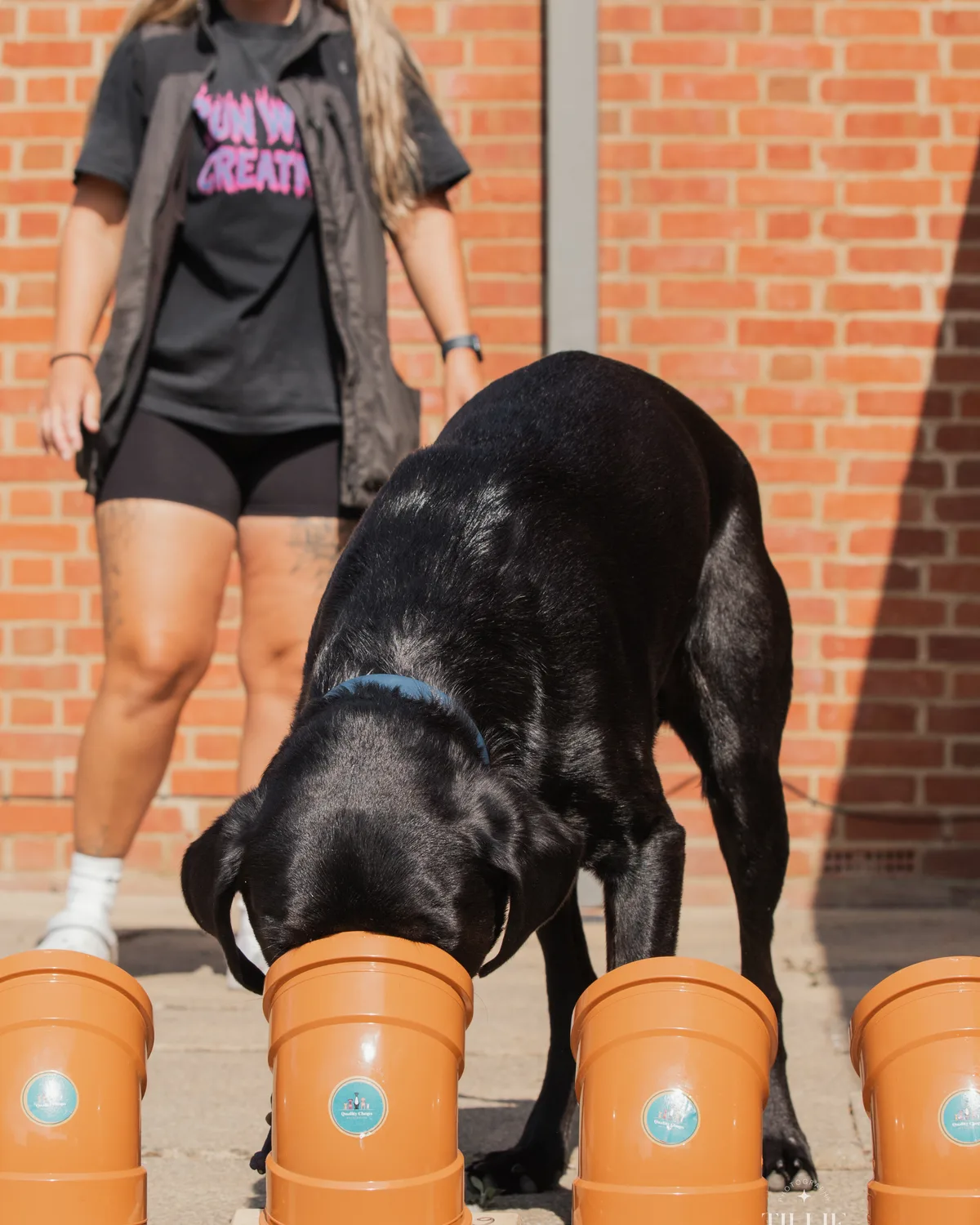 Black Labrador working a row of scent tubes with trainer